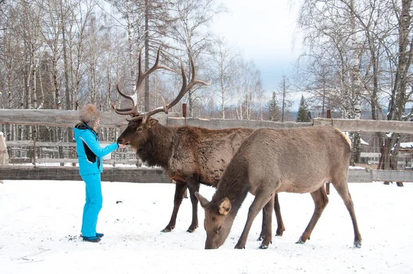 Maral 시베리아 겨울에는 농장에서 — 스톡 사진