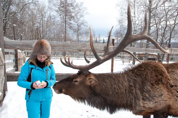 Maral 시베리아 겨울에는 농장에서 — 스톡 사진