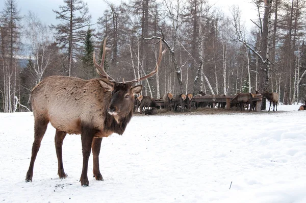 시베리아 농장에서 겨울에 Maral — 스톡 사진