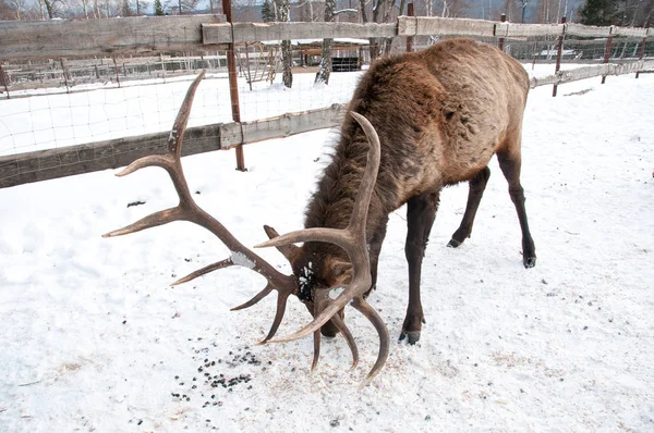 시베리아 농장에서 겨울에 Maral — 스톡 사진