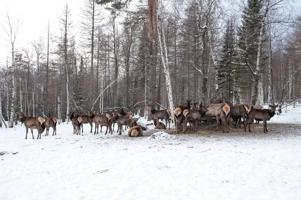 Kışın bir çiftlikte büyük ile büyük bir Sibirya geyik boynuzları maral