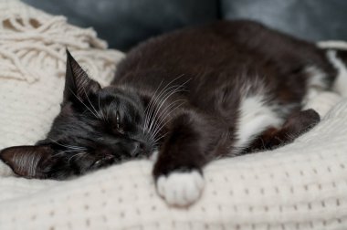 Beyaz bıyıklı siyah kedi uyuyor