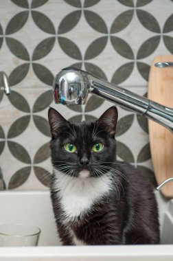Kara kedi içme suyu musluk