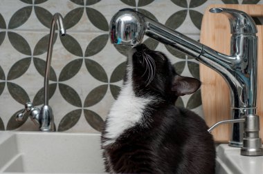 Kara kedi içme suyu musluk