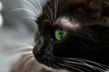 Namlu siyah kedi profil yakın çekim