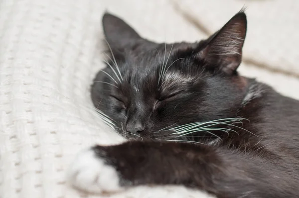 Black cat with white mustache is sleeping