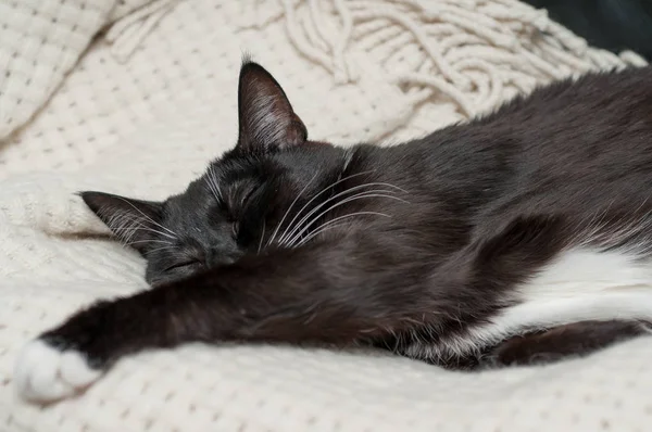 stock image Black cat with white mustache is sleeping