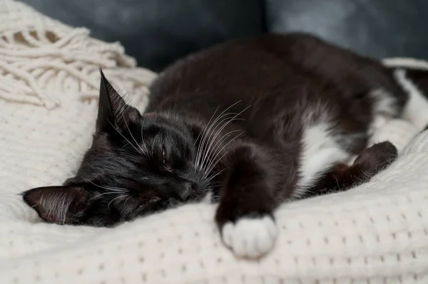 Μαύρη Γάτα Άσπρο Μουστάκι Κοιμάται — Φωτογραφία Αρχείου