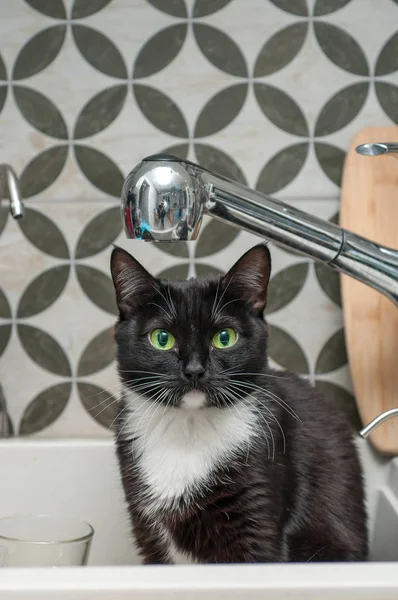 Schwarze Katze Trinkt Wasser Aus Dem Wasserhahn — Stockfoto