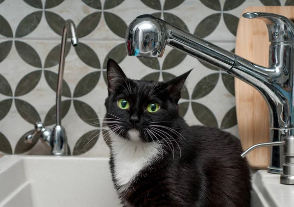 Schwarze Katze Trinkt Wasser Aus Dem Wasserhahn — Stockfoto