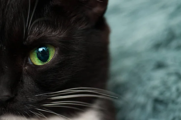 Half Muzzle Eyes Black Cat Full Face Close — Stock Photo, Image
