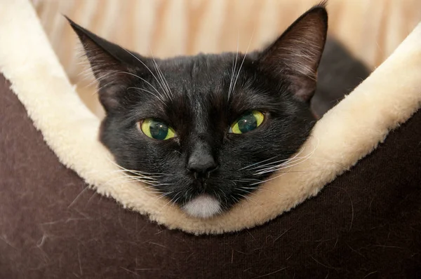 Schwarze Katze Liegt Der Korbschnauze Großaufnahme — Stockfoto