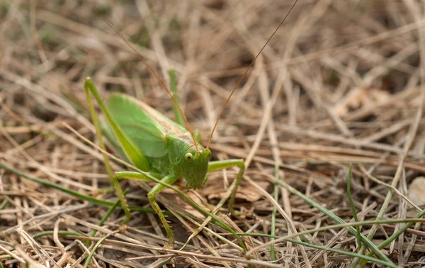 Grasshopper Cor Verde Grama Close — Fotografia de Stock