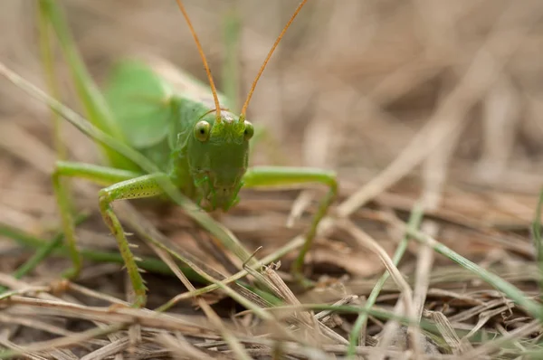 Grasshopper green color in the grass close-up