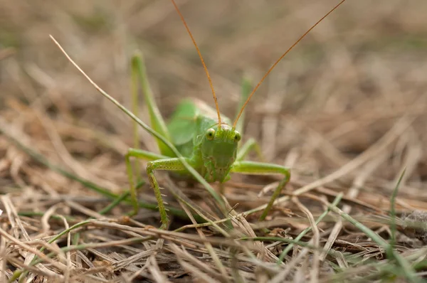Grasshopper Color Verde Primer Plano Hierba —  Fotos de Stock