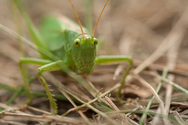 Gräshoppa Grön Färg Gräs Närbild — Stockfoto