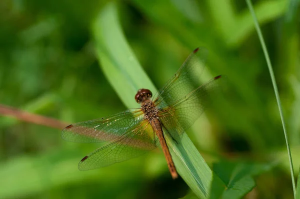 Dragonfly Cor Marrom Grama Verde Close — Fotografia de Stock