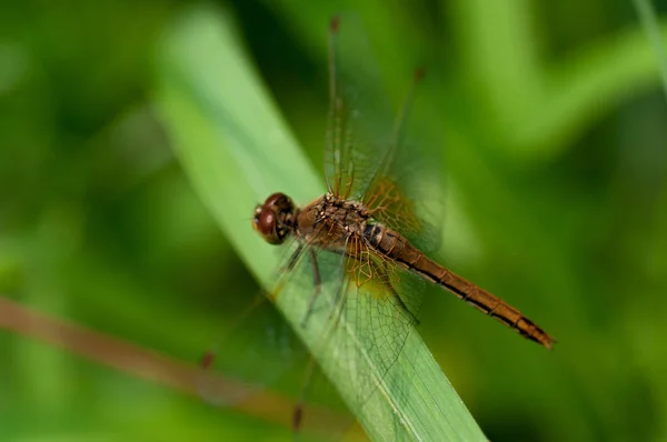 Dragonfly Cor Marrom Grama Verde Close — Fotografia de Stock