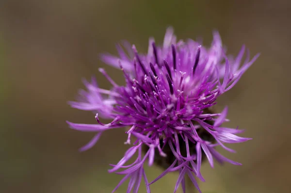 Purple Flower Thistle Close — Stock Photo, Image