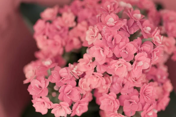 Rosa Blommor Närbild — Stockfoto