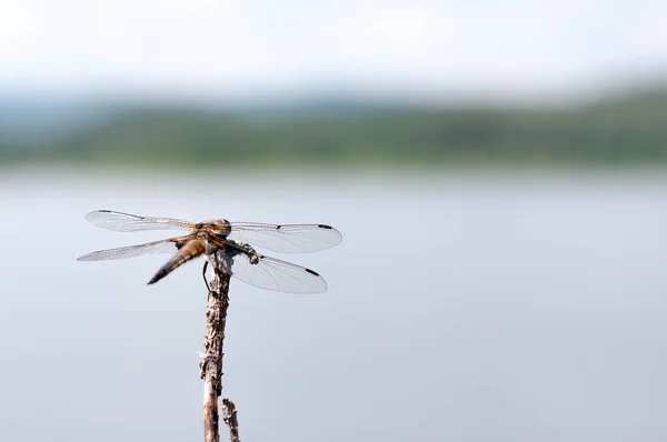 Libélula Marrom Galho Árvore Contra Lago Azul — Fotografia de Stock