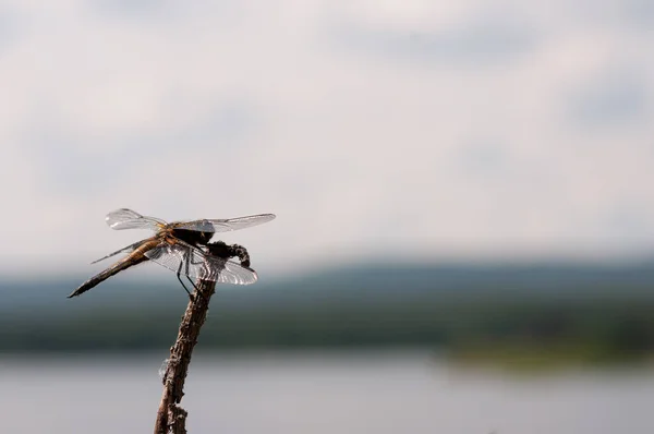 Libélula Marrom Galho Árvore Contra Lago Azul — Fotografia de Stock