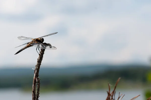 Libélula Marrom Galho Árvore Contra Lago Azul — Fotografia de Stock