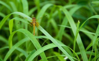 Kahverengi yusufçuk yeşil çim yakın çekim