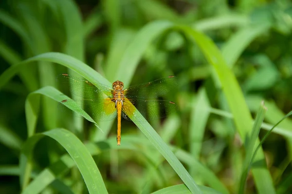 Libélula Marrom Grama Verde Close — Fotografia de Stock