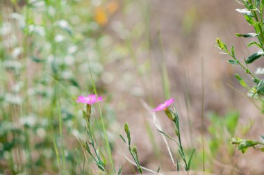 çayır çimen güneşli öğleden sonra yaz