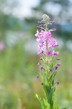 Chamaenerion bitki veya Ivan çay güneşli bir günde yaz