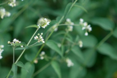 çayır çimen güneşli öğleden sonra yaz