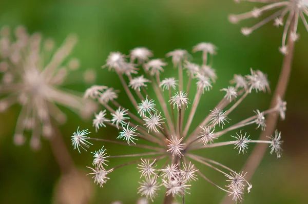 Weide Gras Zonnige Middag Zomer — Stockfoto