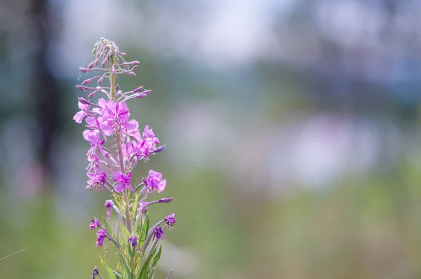 Chamaenerion Plants Ivan Tea Sunny Day Summer — Stock Photo, Image