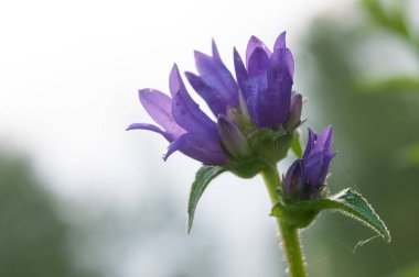 doğa güneş ışınlarının mor orman çiçek