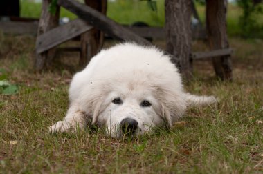 Maremmano-Abruzzky koyun-köpek breeze doğa üzerinde beyaz bir rengin köpek yavrusu