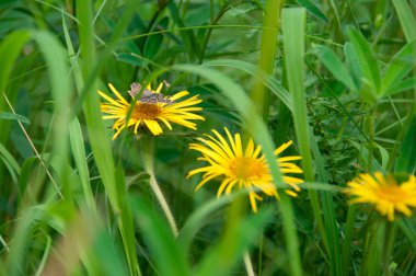 Sarı papatya veya güneşli bir yaz yeşil bir çayırda Doronicum