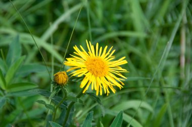Sarı papatya veya güneşli bir yaz yeşil bir çayırda Doronicum
