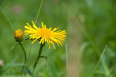 Sarı papatya veya güneşli bir yaz yeşil bir çayırda Doronicum
