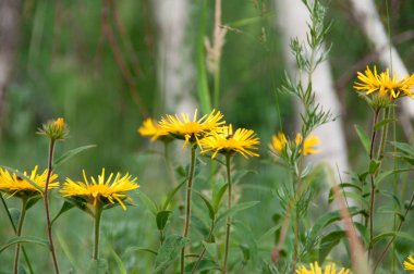 Sarı papatya veya güneşli bir yaz yeşil bir çayırda Doronicum