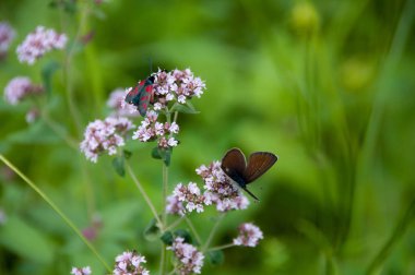 Kelebekler ve böcekler güneşli bir yaz aylarında çayır bitkilerle