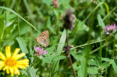 çayır çimen güneşli öğleden sonra yaz