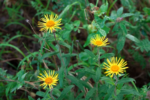 Gele Daisy Voorjaarszonnebloem Een Groene Weide Zomer Een Zonnige Dag — Stockfoto