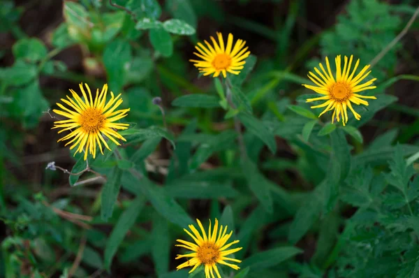 Margarita Amarilla Doronicum Prado Verde Verano Día Soleado — Foto de Stock