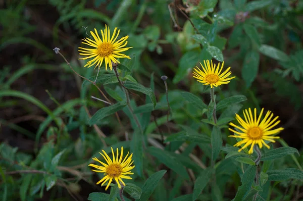 Margarita Amarilla Doronicum Prado Verde Verano Día Soleado — Foto de Stock