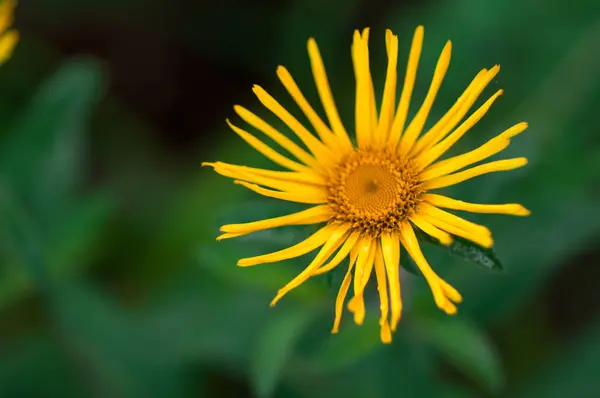 Margarita Amarilla Doronicum Prado Verde Verano Día Soleado — Foto de Stock