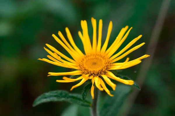 Margarita Amarilla Doronicum Prado Verde Verano Día Soleado — Foto de Stock