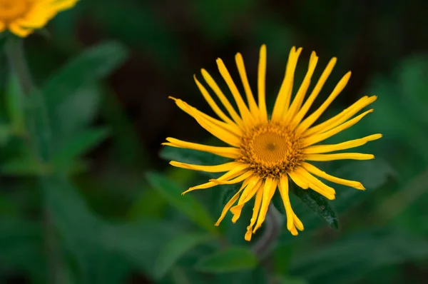 Margarita Amarilla Doronicum Prado Verde Verano Día Soleado — Foto de Stock