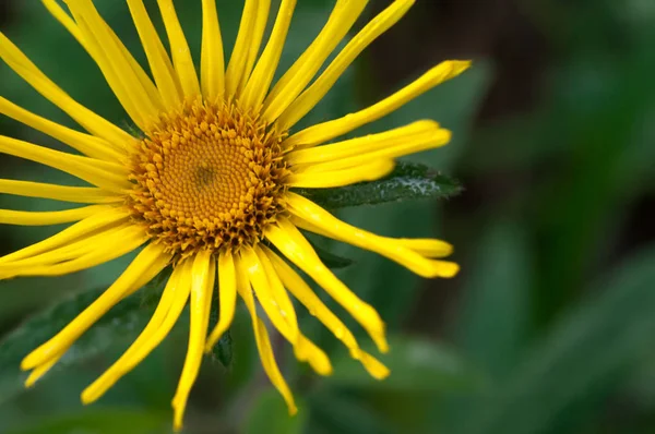 Margarita Amarilla Doronicum Prado Verde Verano Día Soleado — Foto de Stock