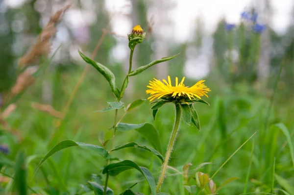 Margarita Amarilla Doronicum Prado Verde Verano Día Soleado — Foto de Stock